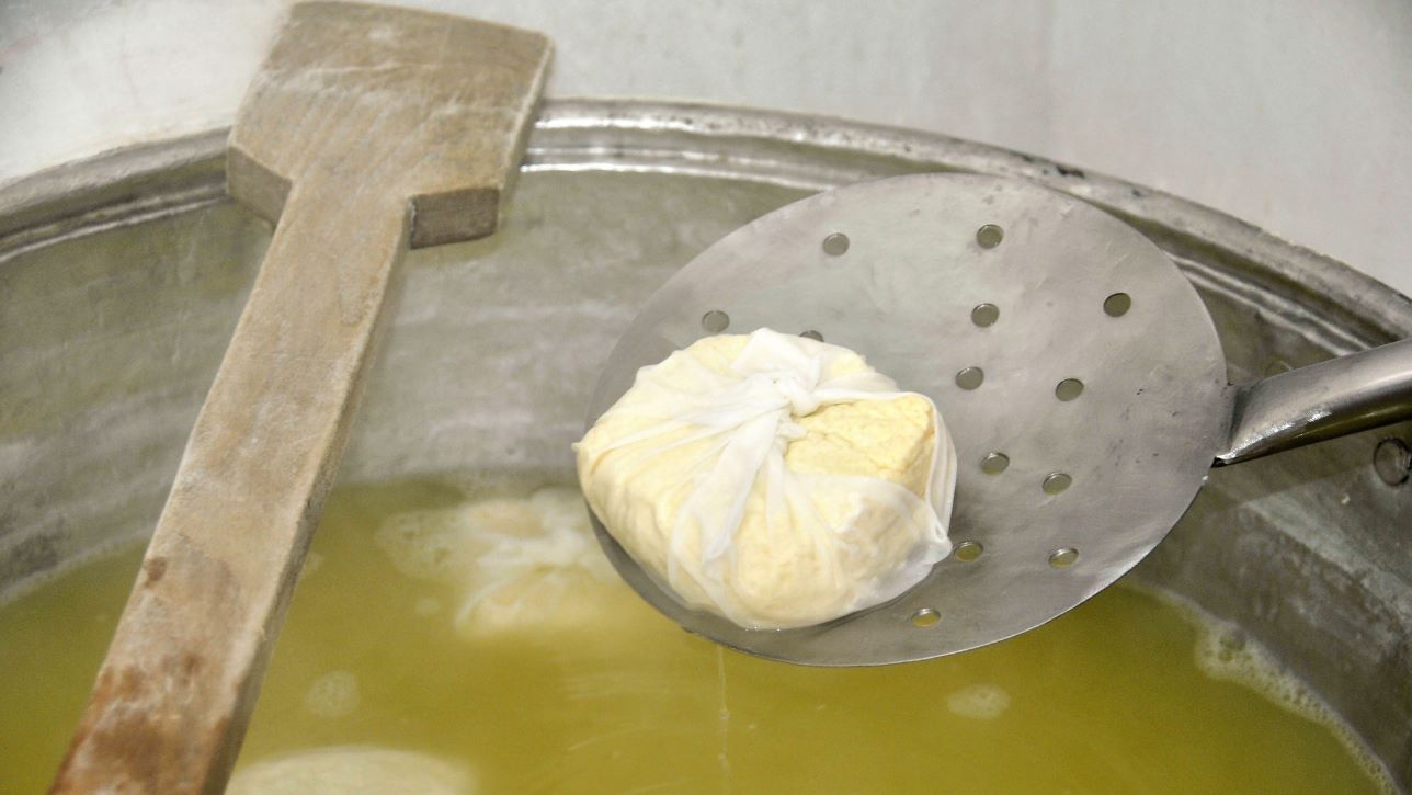 Halloumi Cheese Making
