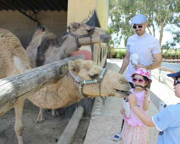 Camel Park Mazotos