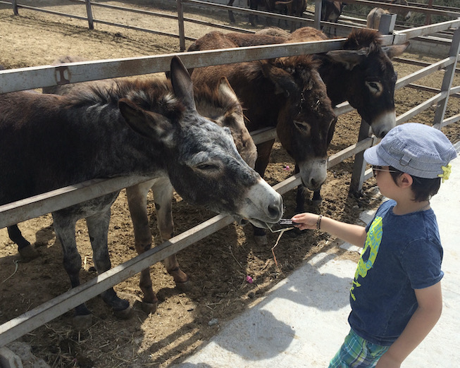 Golden Donkeys Farm