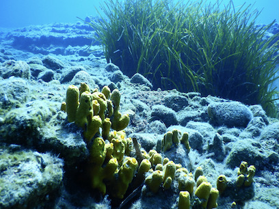 Dorida Snorkelling Reef