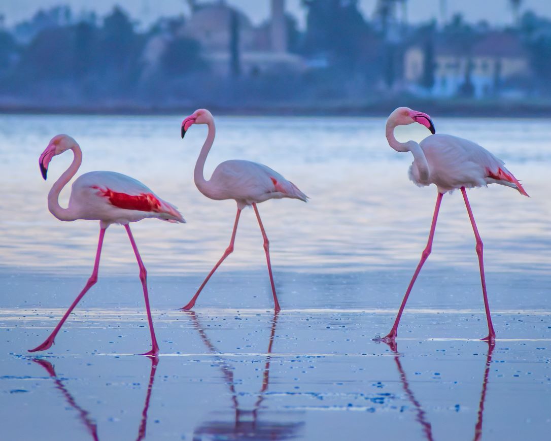 Salt Lake & Flamingos