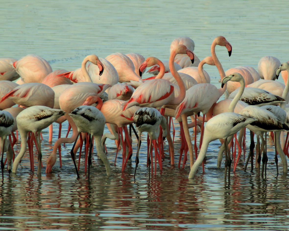 Flamingos at Larnaka Salt Lake