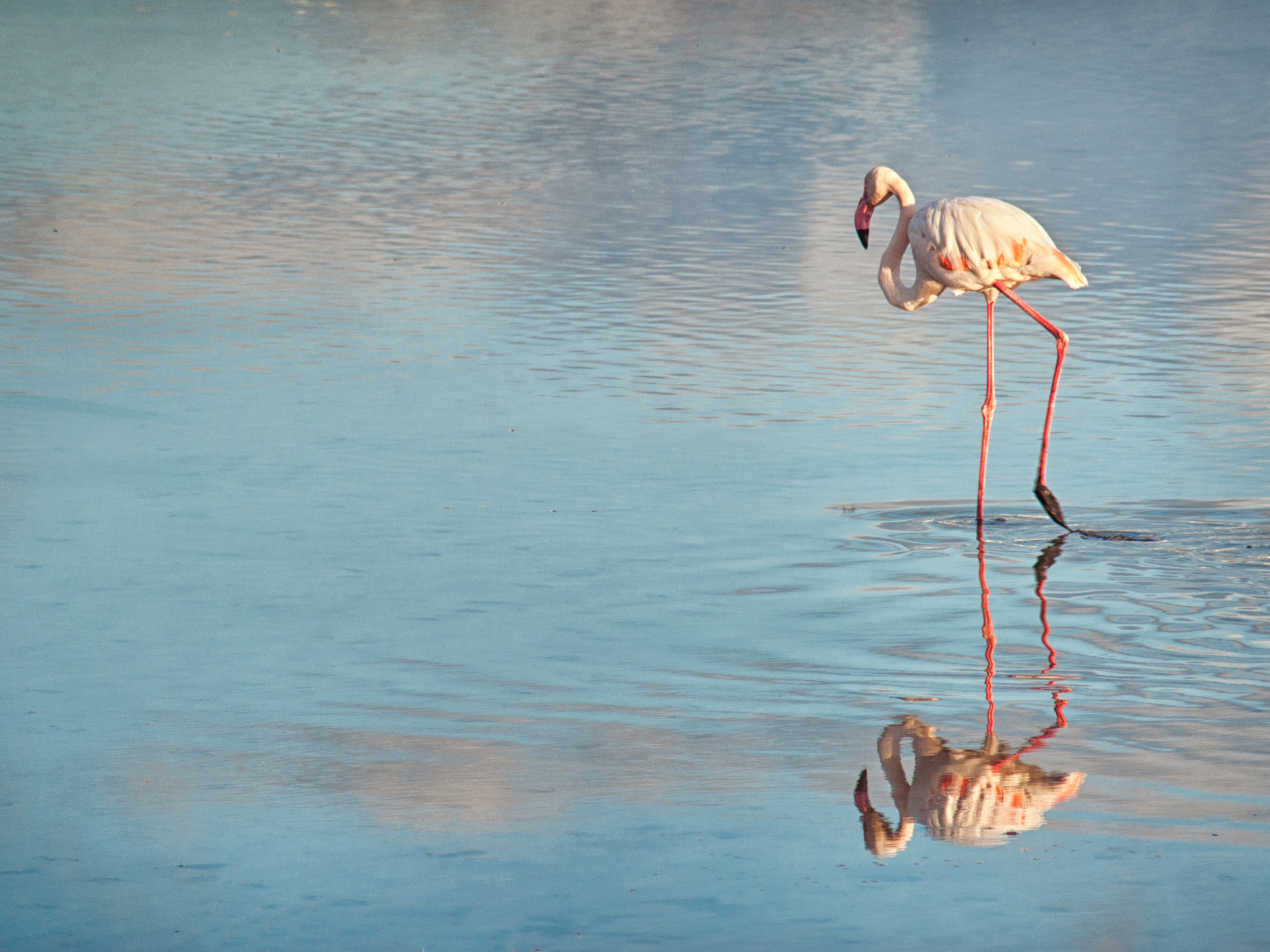Salt Lake & Flamingos