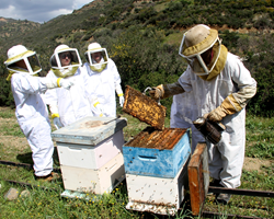 Beekeeping Tours