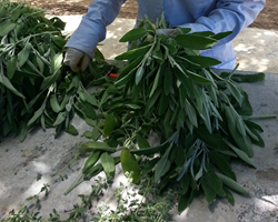 Local Herbs